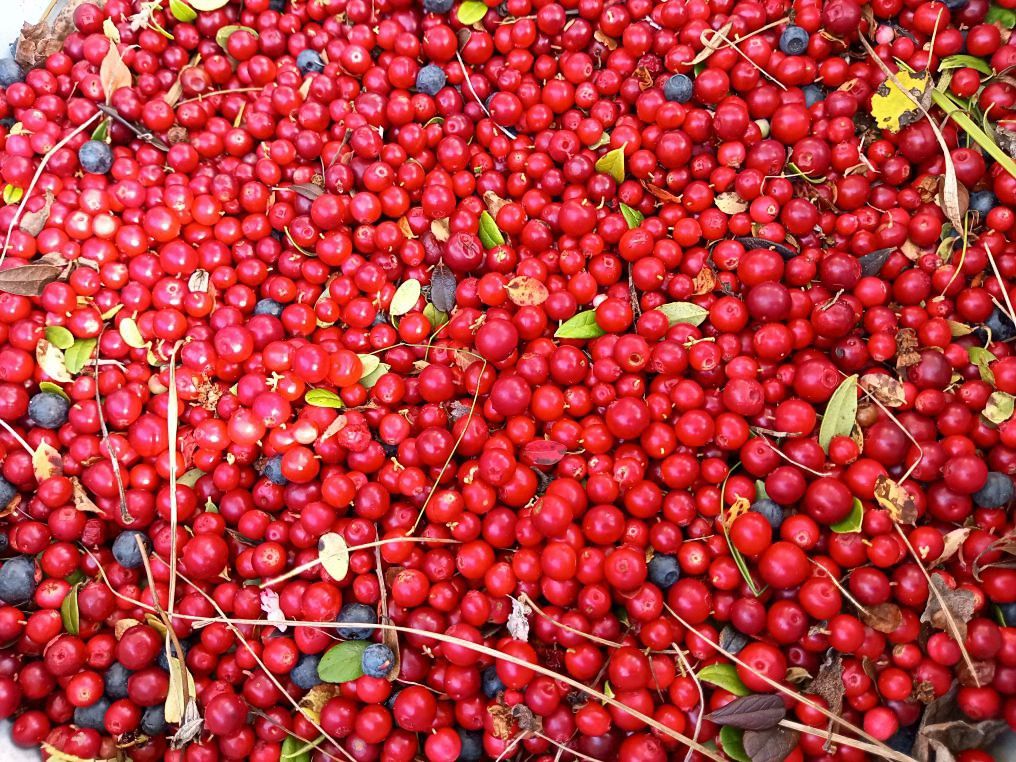 Неизведанные секреты длительного хранения брусники без консервантов