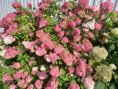 Цветущие кустарники: почему стоит озеленить ваш участок