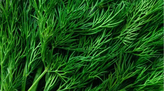 Укроп: как добавить свежести в ваши блюда