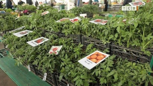 Как выбрать идеальную рассаду: полезные советы для дачников