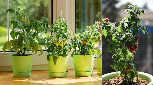 Выращивание овощей и пряностей на подоконнике