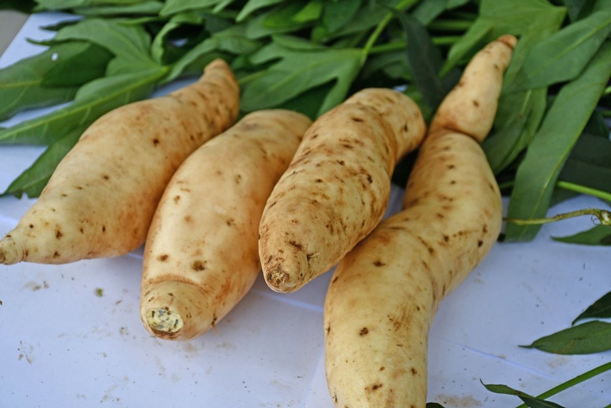 Уникальный геном батата раскрывает новые горизонты для сельского хозяйства