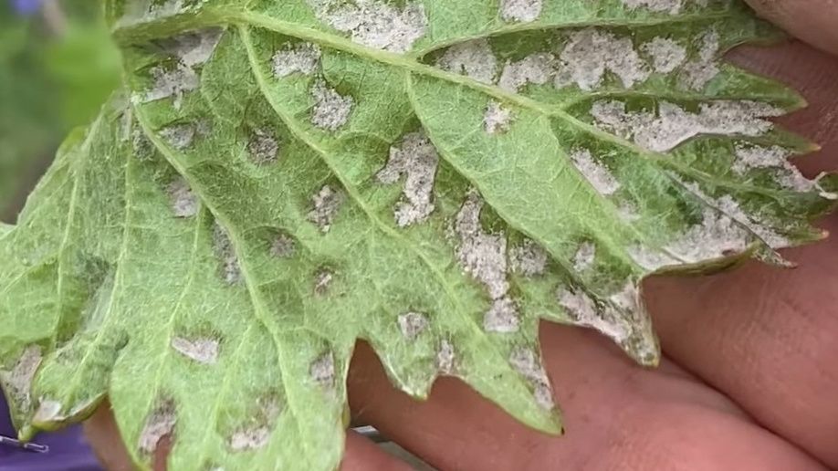 ��� �������� ������ �� ���������� �����: ������� ������ � ������ �� �������������� �������� ��������