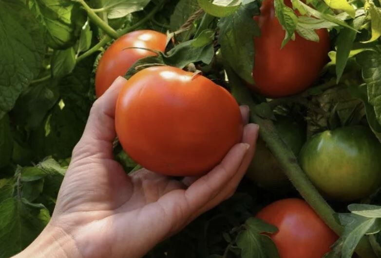 ������� ��������� ����� �������