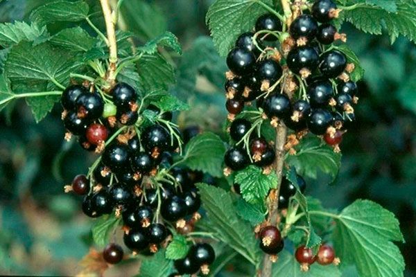 ��������� ��������: ������� �������� ����������� � �������� ��������