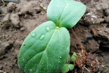 ��� ��������� ��������� �� �������� � �������: ������������ ������ ��� ������� ��������