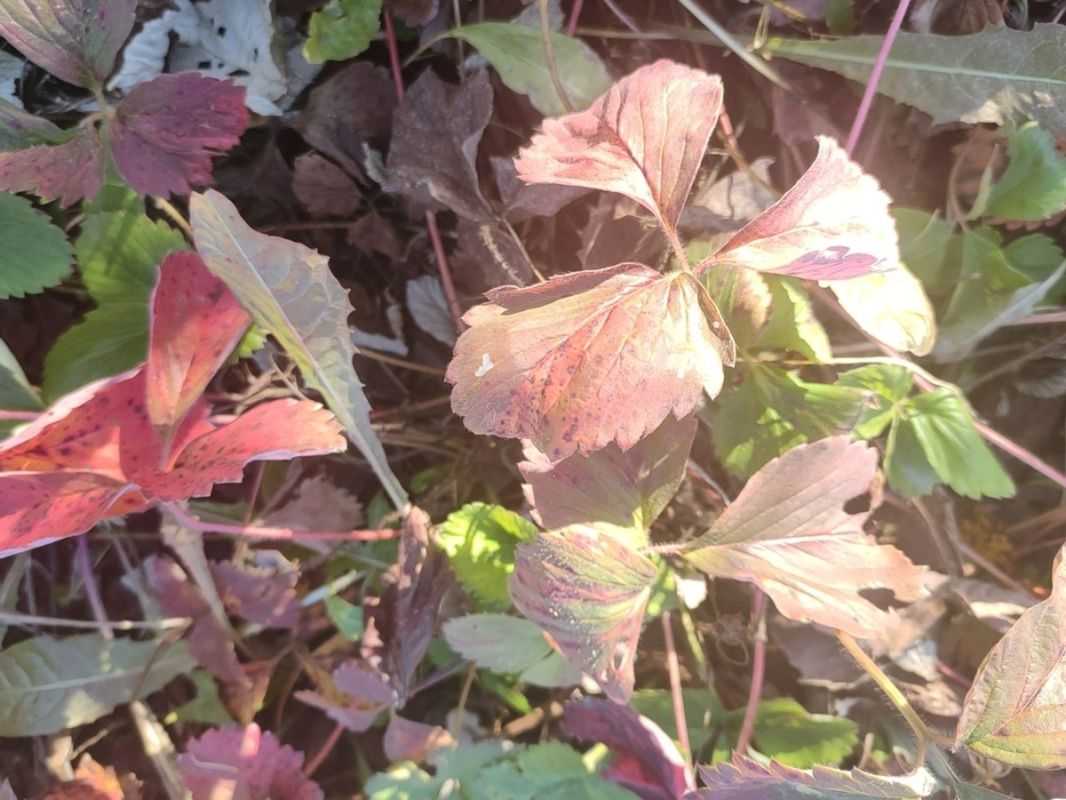 Как подготовить клубнику к следующему сезону: лучшие советы для дачников