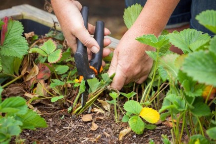 Как подготовить клубнику к зиме: секреты осеннего ухода для богатого урожая