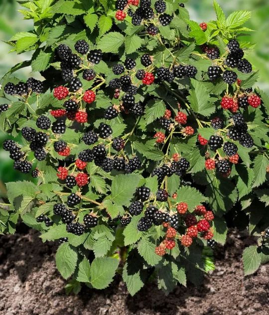 Ягодные тренды 2025: стоит ли инвестировать в новые сорта для вашего сада?