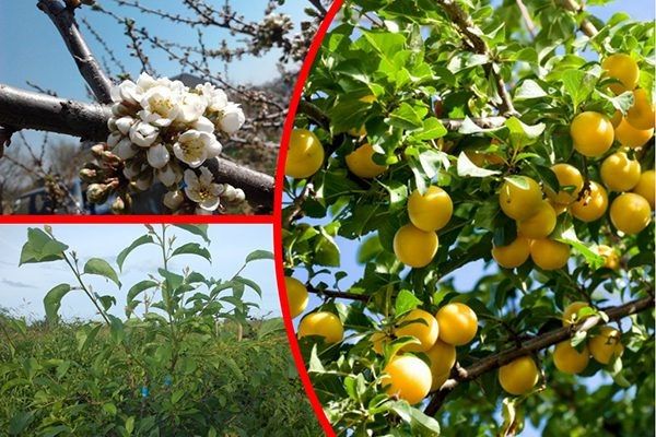 ����� ����� ������: ������� ��������� �����������