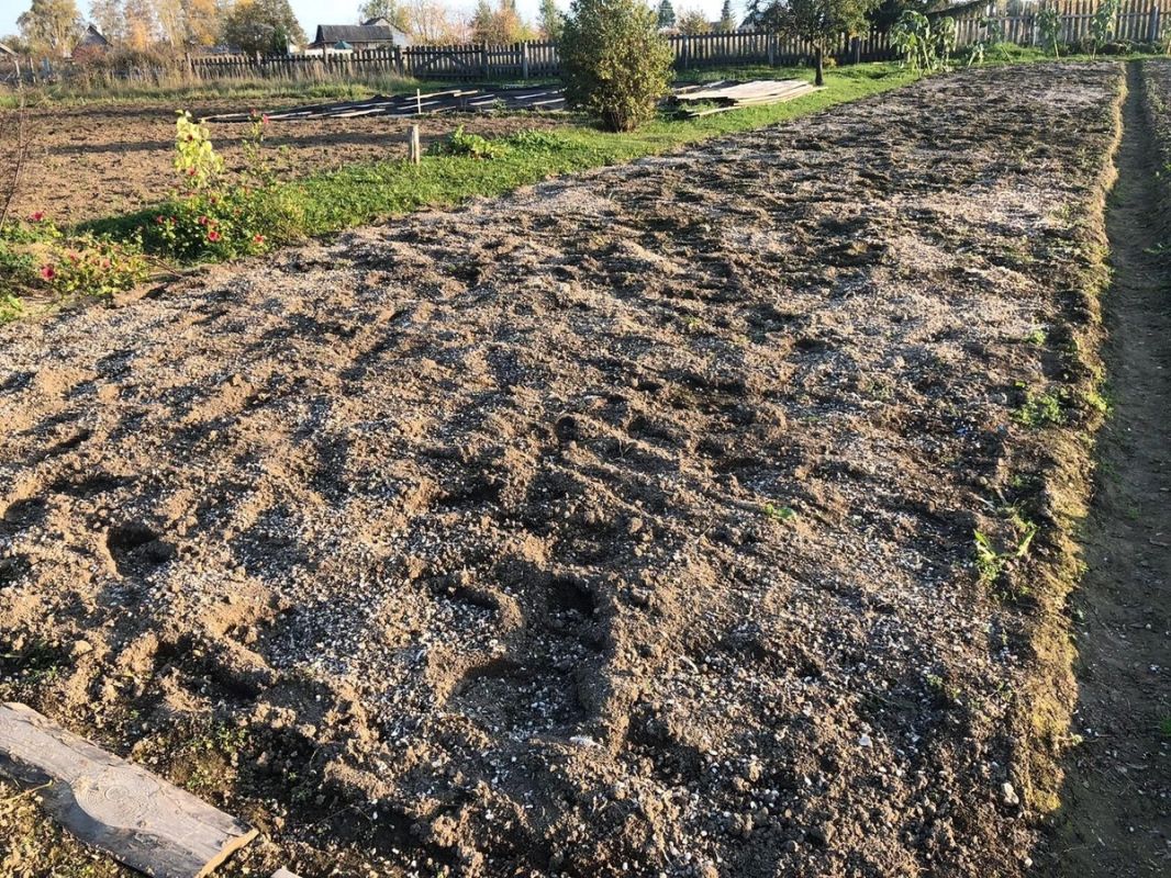 Как справиться с фитофторозом: секреты успешного урожая