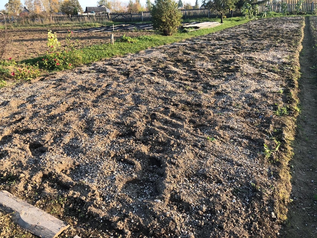 Как справиться с фитофторозом: секреты успешного урожая