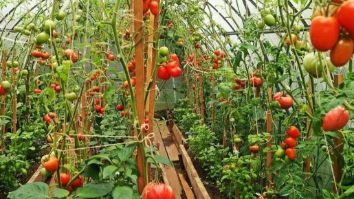 Секреты быстрой и крепкой рассады: опыт бывшего агронома