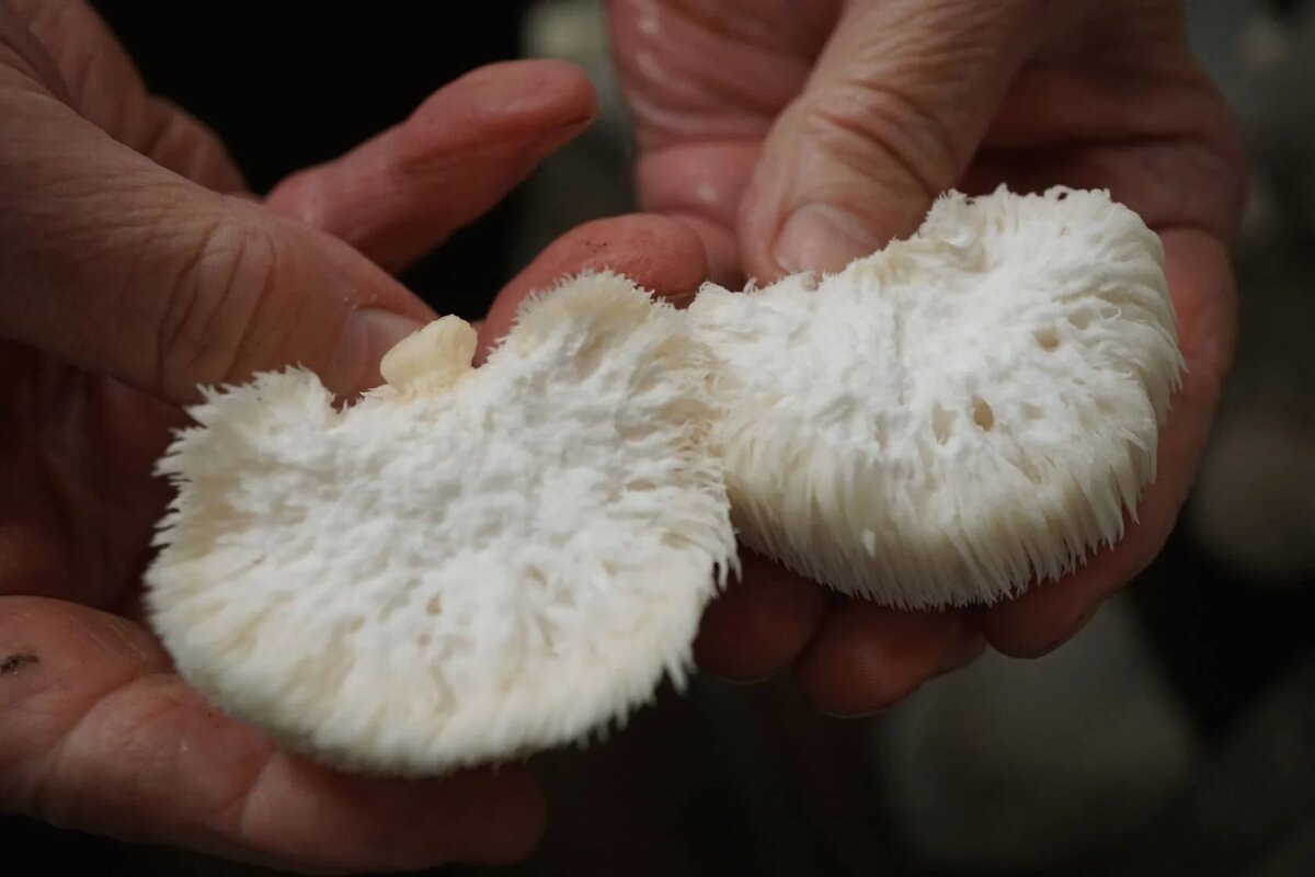 Ежовик гребенчатый: гриб, который может помочь вашему мозгу