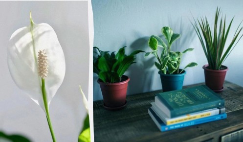Как заставить спатифиллум цвететь зимой: советы экспертов