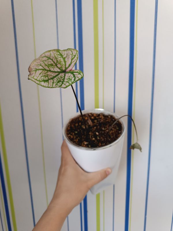 ��� ������ �������� �� �����: ��������� �����������