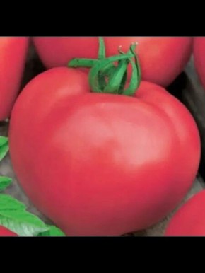 Розовый чемпион: как получить сладкие плоды мечты