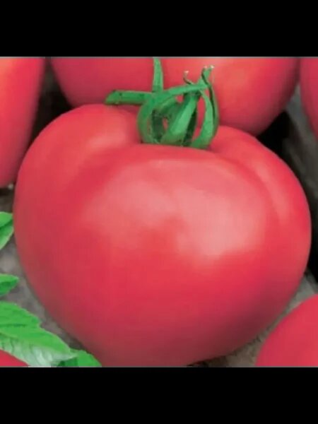 Розовый чемпион: как получить сладкие плоды мечты