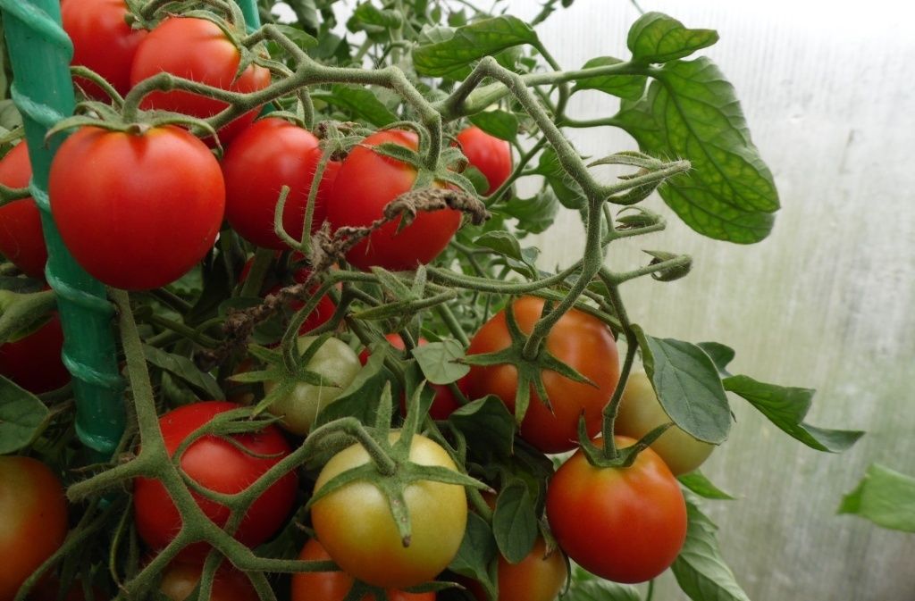 ��� �������� ���� ����� ����� ������� � �������