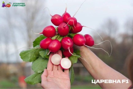 Создайте идеальный новогодний редис: секреты успешного выращивания