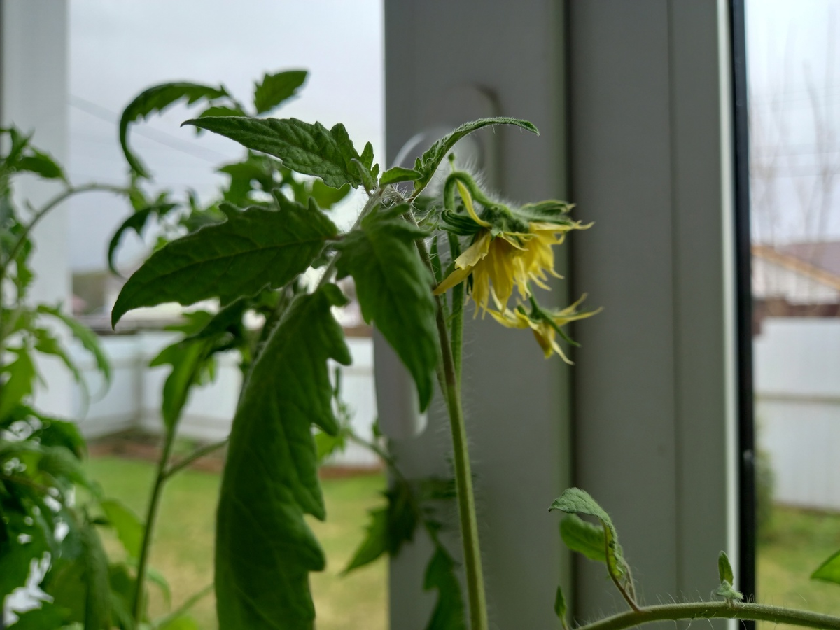 Как эффективно использовать пространство в теплице для роста помидоров