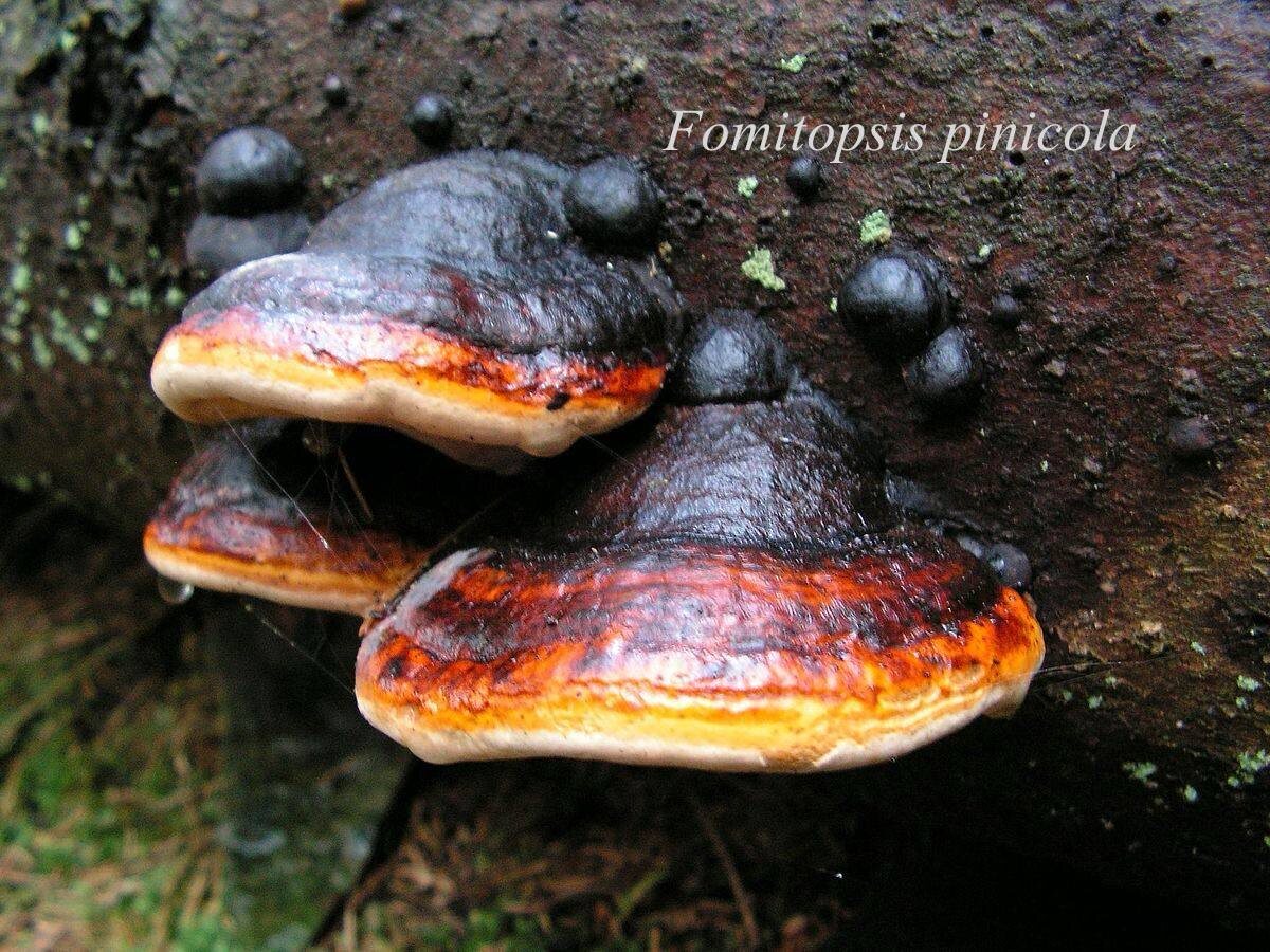 Уникальные грибы как средство для заживления ожогов