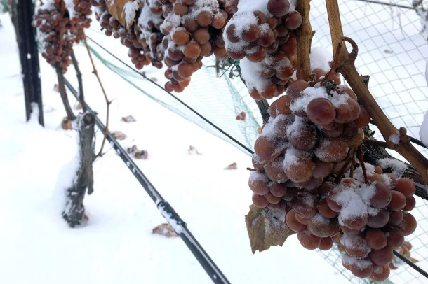 Ледяное вино: Искусство создания уникального десерта