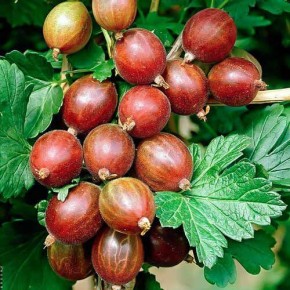 Лучшие сорта крыжовника для весенней посадки: от вкуса до ухода