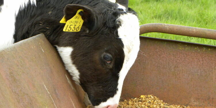 Сухой картофельный порошок: новый взгляд на кормление животных