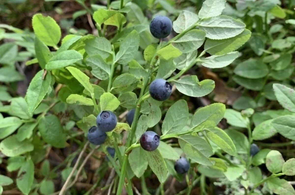 ��� ���������� �� ����� �������: ������ �� ���������