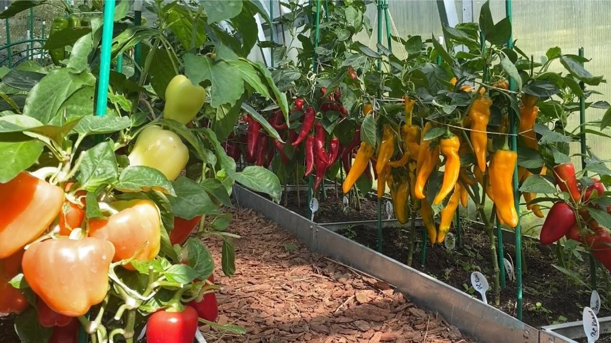 ��� ������� ������ �������� ��������� ������� ������� � ������� ������