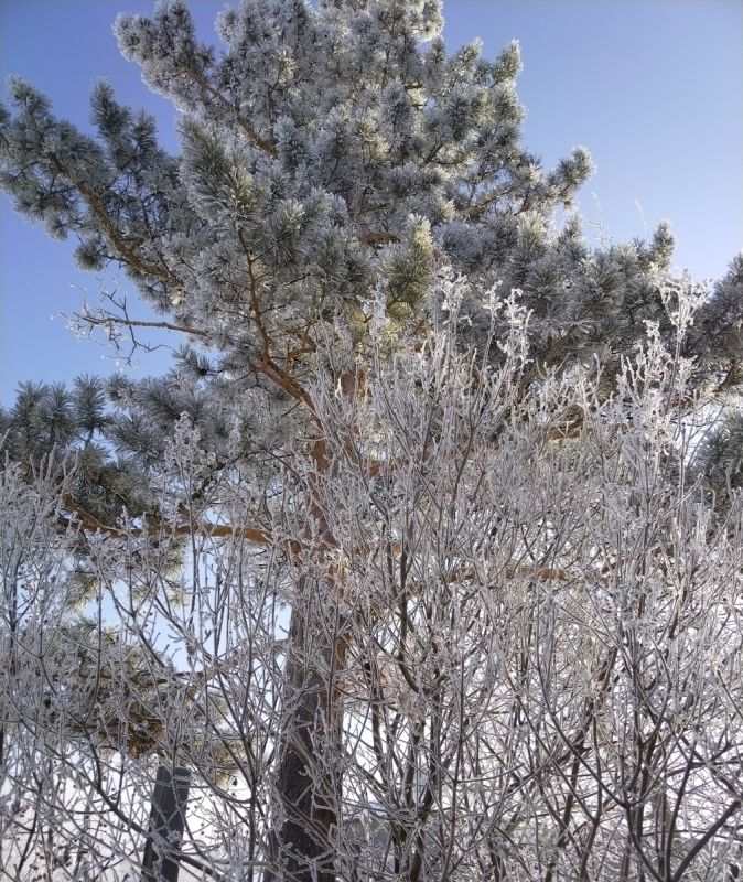 �������� ����, ������ ���������� ������