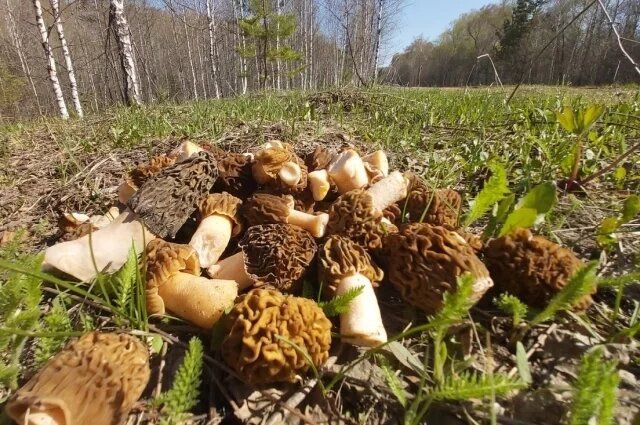 �������� �����: ����� �� ��� ��������� ��� ������������?