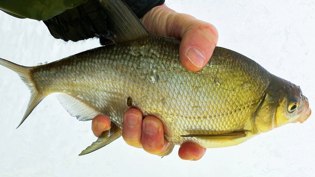 ������ �������� ���� � ������������ ����� � ����������