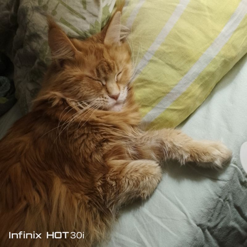 ����, ��� � ���������� ������������