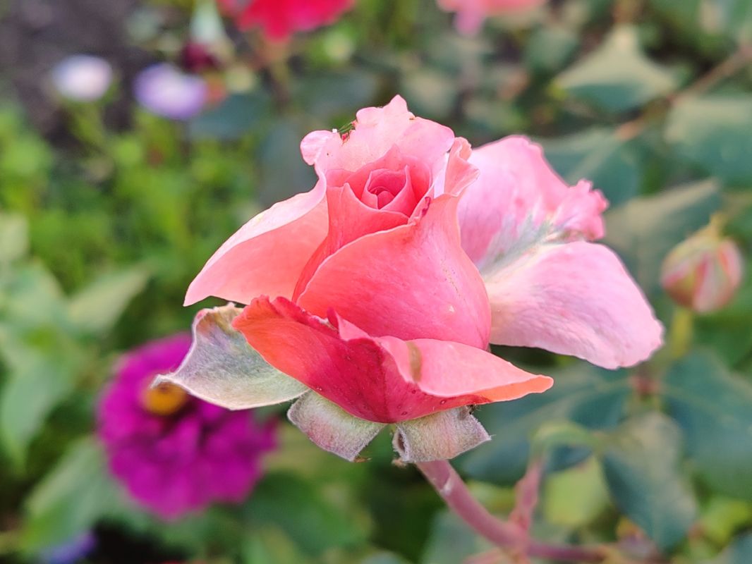 ��� ������������ ������������ ������, ��������� ������ ����