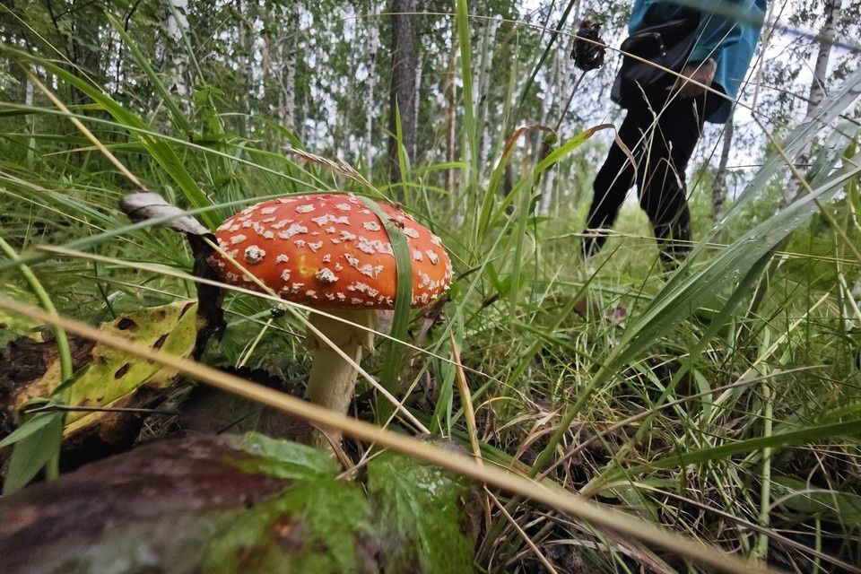 �������� ������������� ���������: ������� ��������� ������ �� ������