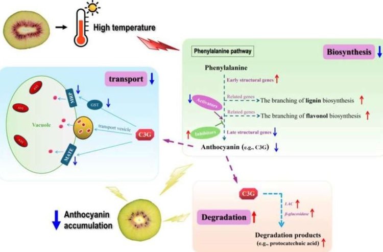 Глобальное потепление угрожает омолаживающим свойствам красного киви