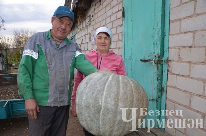 В Туйметкино семья Хамитовых удивила урожаем гигантской тыквы