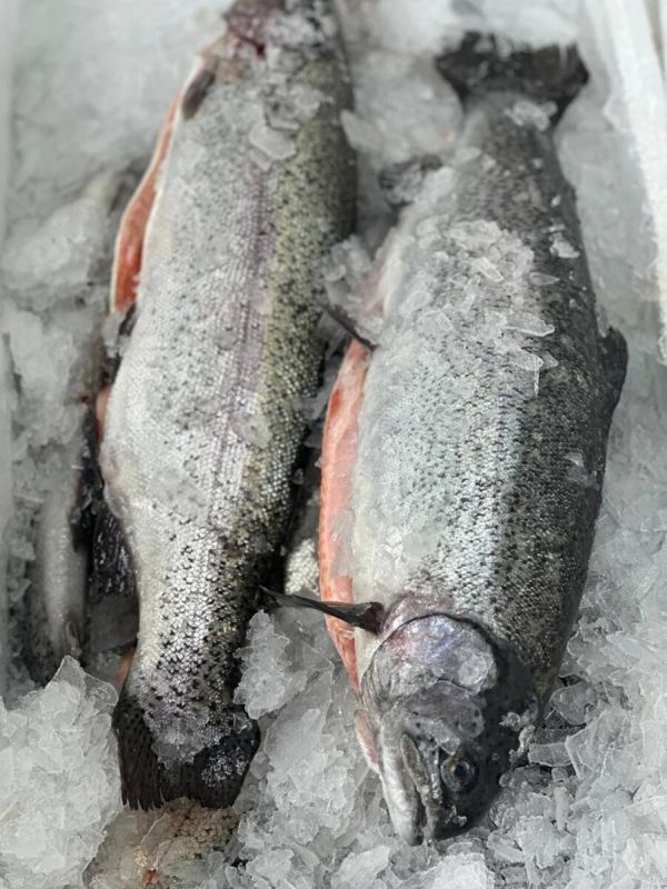 ����������������: ������ ����������� ������