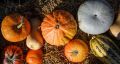 Тыквенный спас: праздник урожая и радости осени