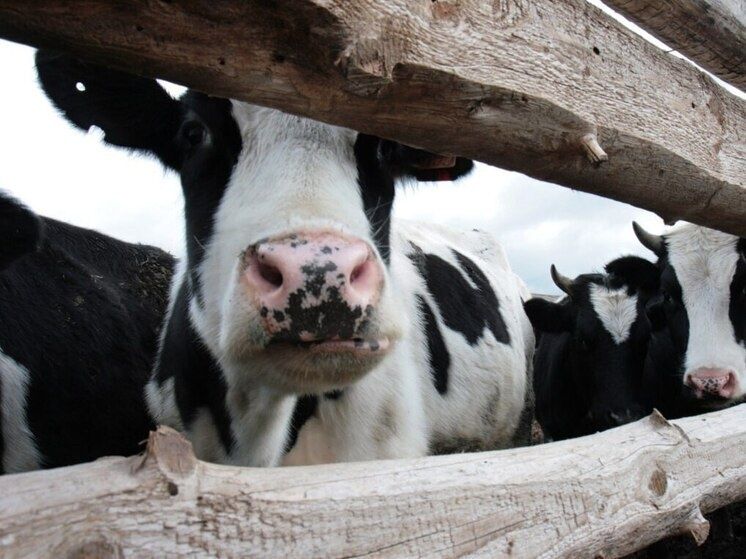 ��� ������ �������� ������ ��� ������ � ��������