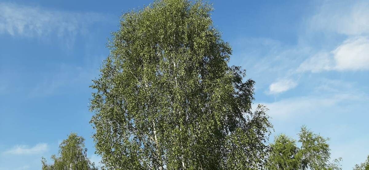 ���� � ���: ������������ �������� �������������