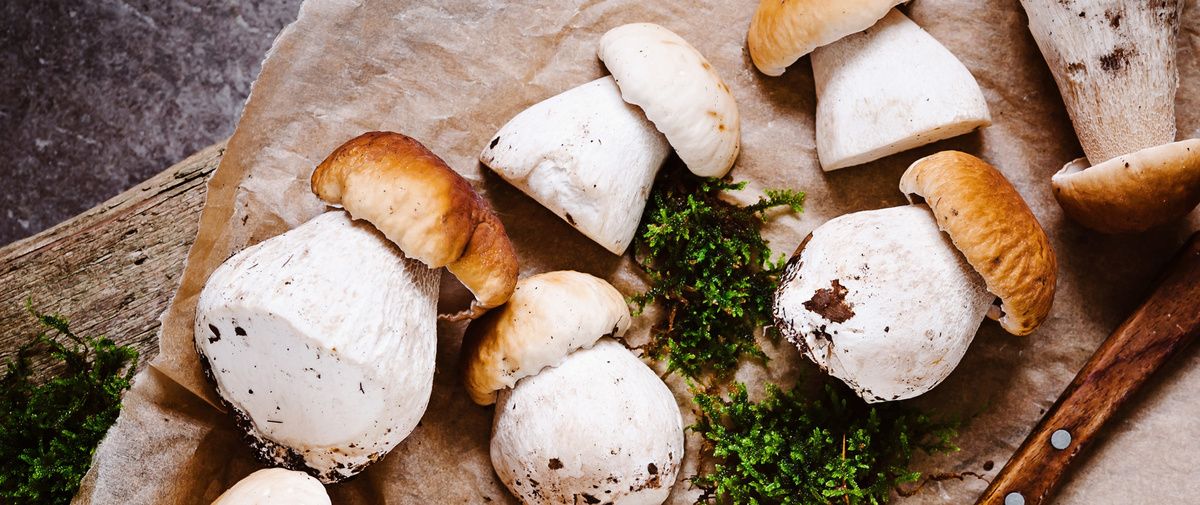 � ������� ���� ������: ������ ����� ����� ��������� ������ ��������