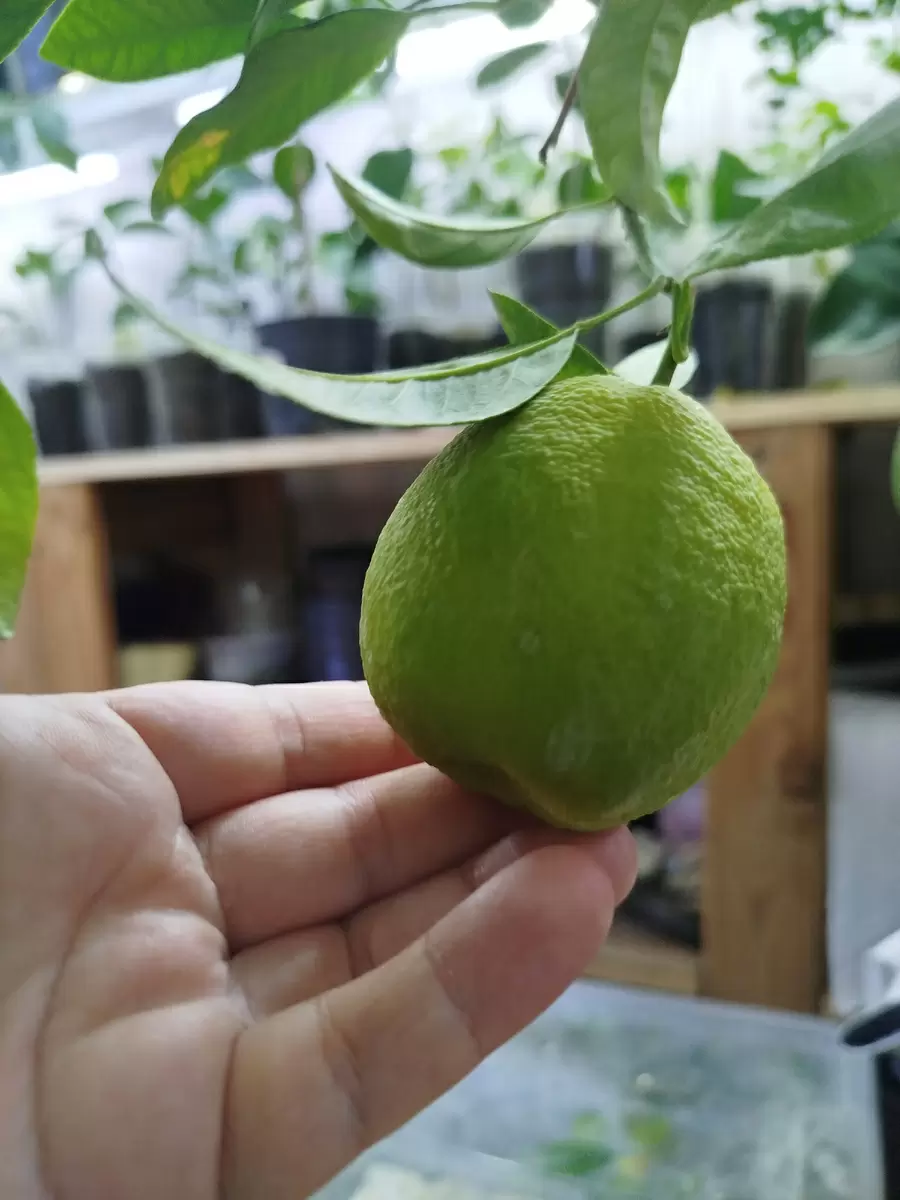 Сложности ухода за цитрусовыми в жару