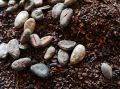 Какао-бобы под давлением: цены опустились ниже 4000 долларов за тонну