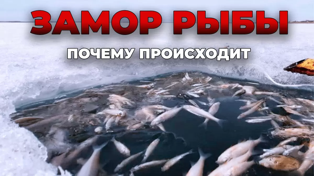 Почему зимой рыба гибнет: причины и меры профилактики