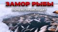 Почему зимой рыба гибнет: причины и меры профилактики