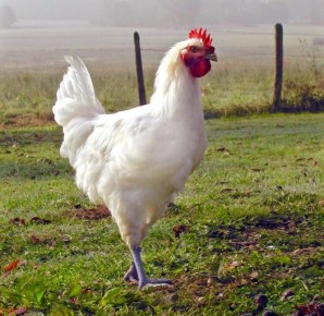 ����� �������: ���������, ����������� ���������� ����� �������