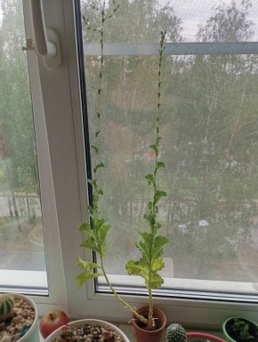 ��������� ����: ��� �������� ����� ���� ��������� �������� ��� �������� ��������